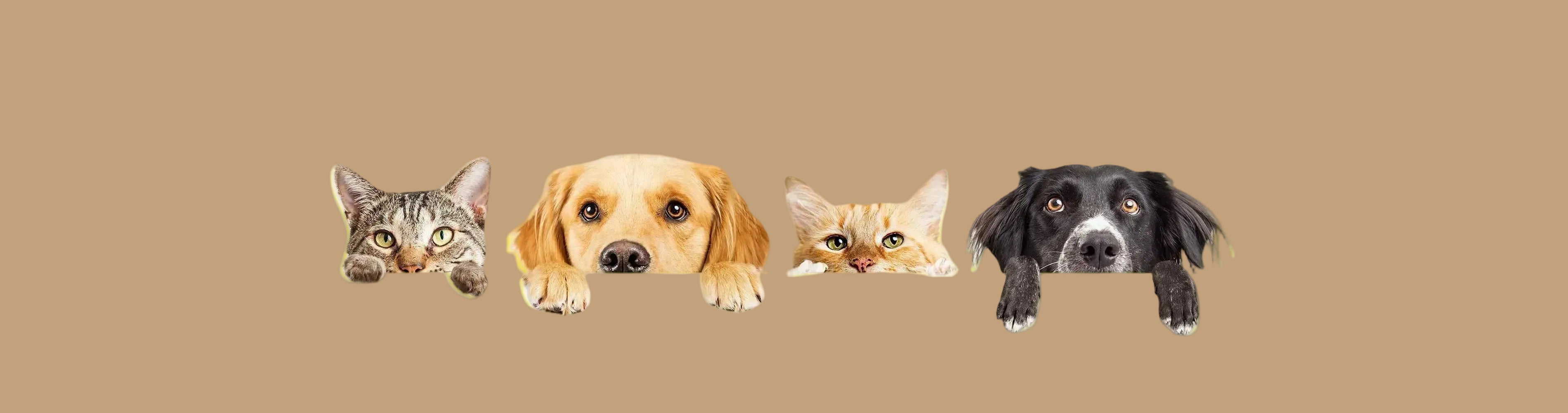 Home Page Banner Image